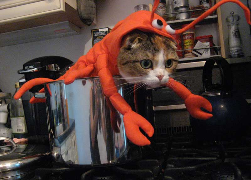 Lobster%2Bcat.jpg