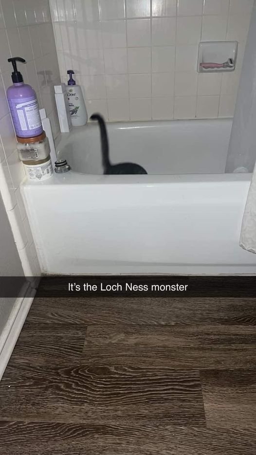 loch  cat.jpg