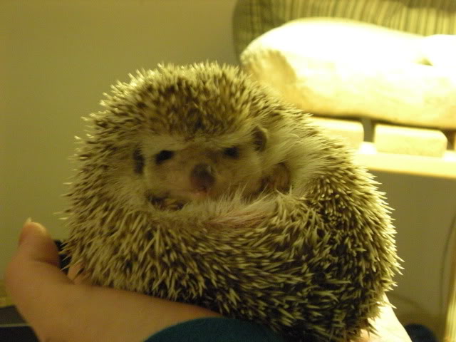 lola013.jpg