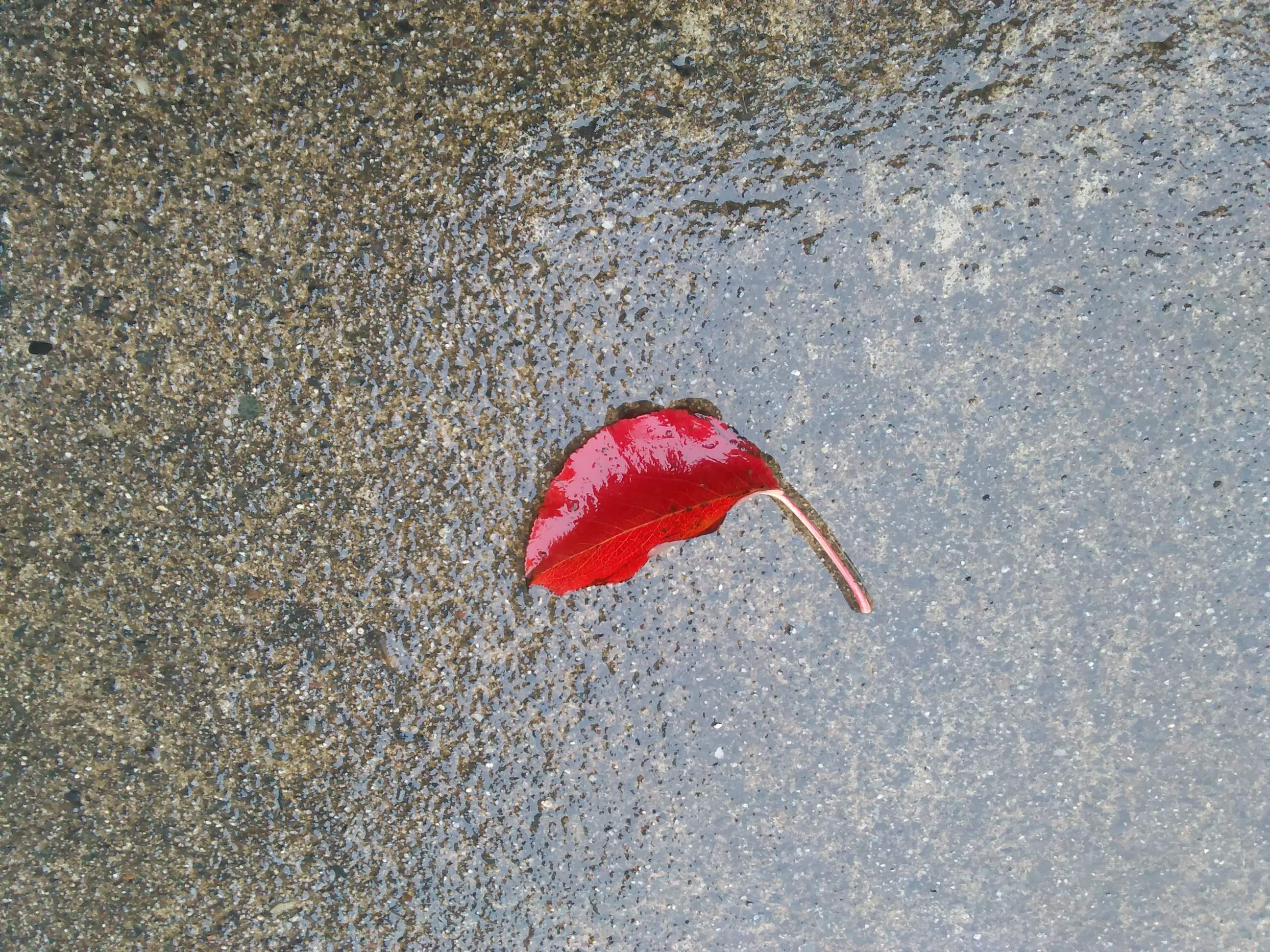 Lone leaf - 12-2-2019.jpg