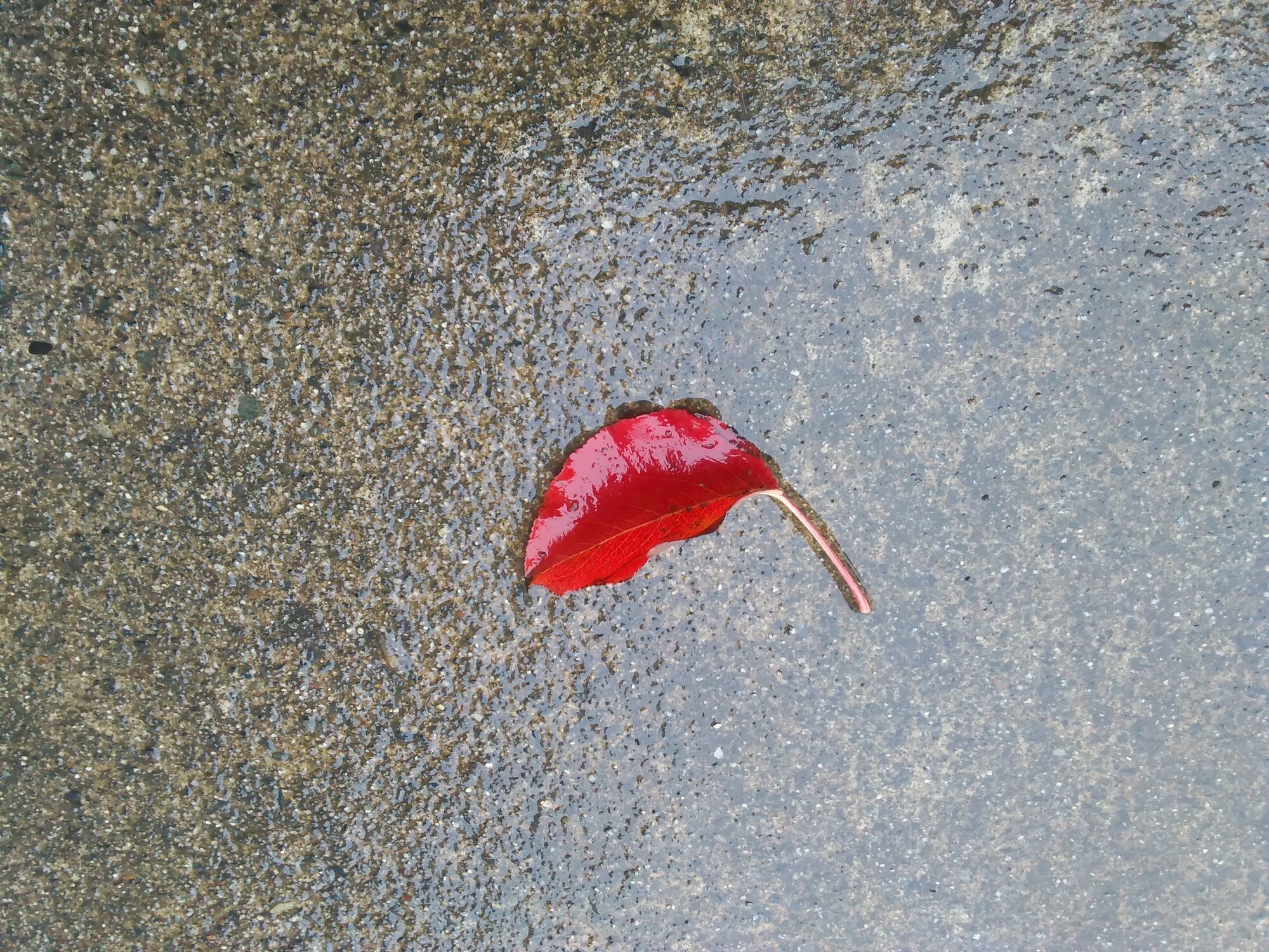 Lone leaf - 12-2-2019.jpg