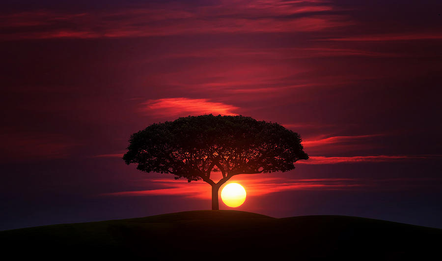 lone-tree-bess-hamiti.jpg