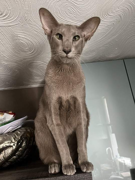 long cat.jpg