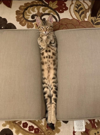 long cat.jpg