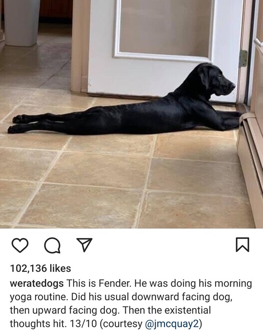 long dog.jpg
