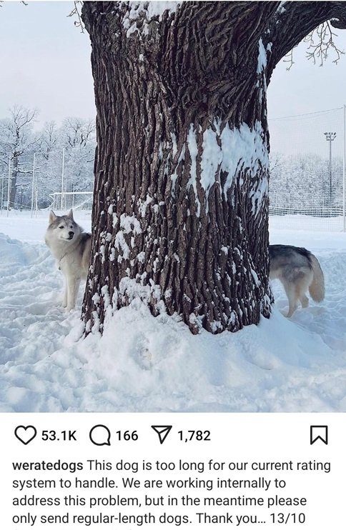 long dog.jpg