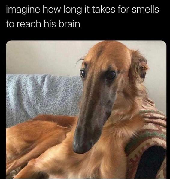 long nose dog.jpg
