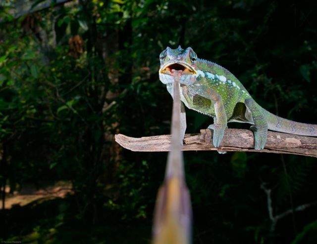 Long tuonge.jpg