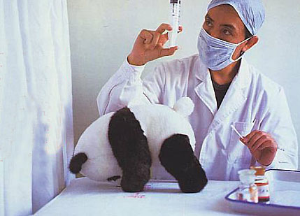loose_panda_crop_2.jpg