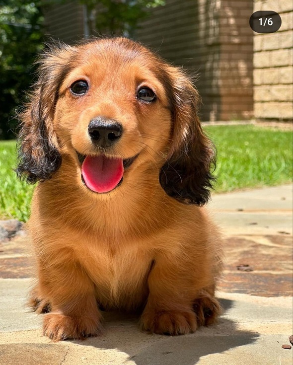 loretta dog.jpg