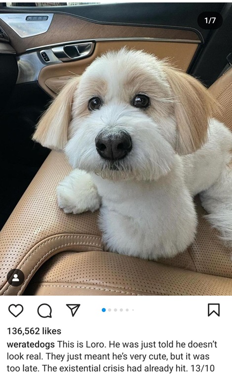 loro dog.jpg