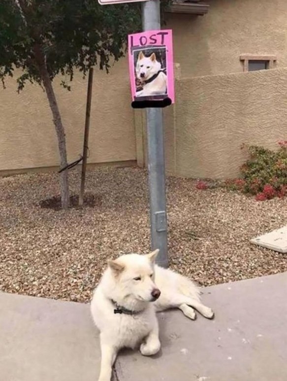 lost dog.jpg