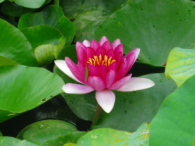 LotusFlower.jpg
