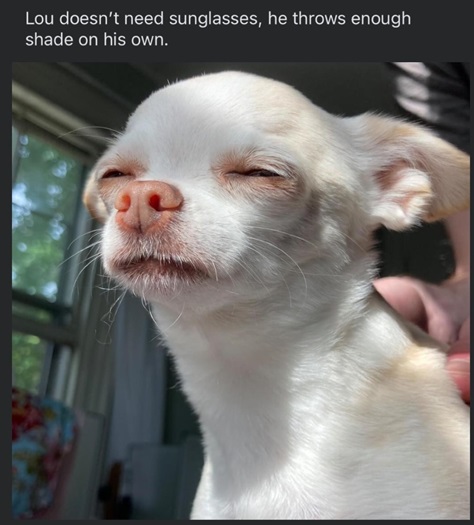 lou dog.jpg