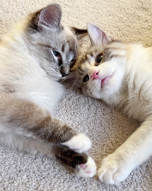 love cats.jpg