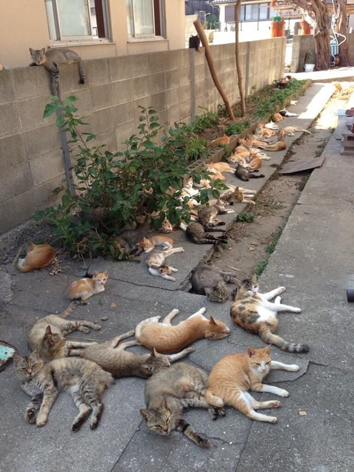 Lovely Cats.jpg