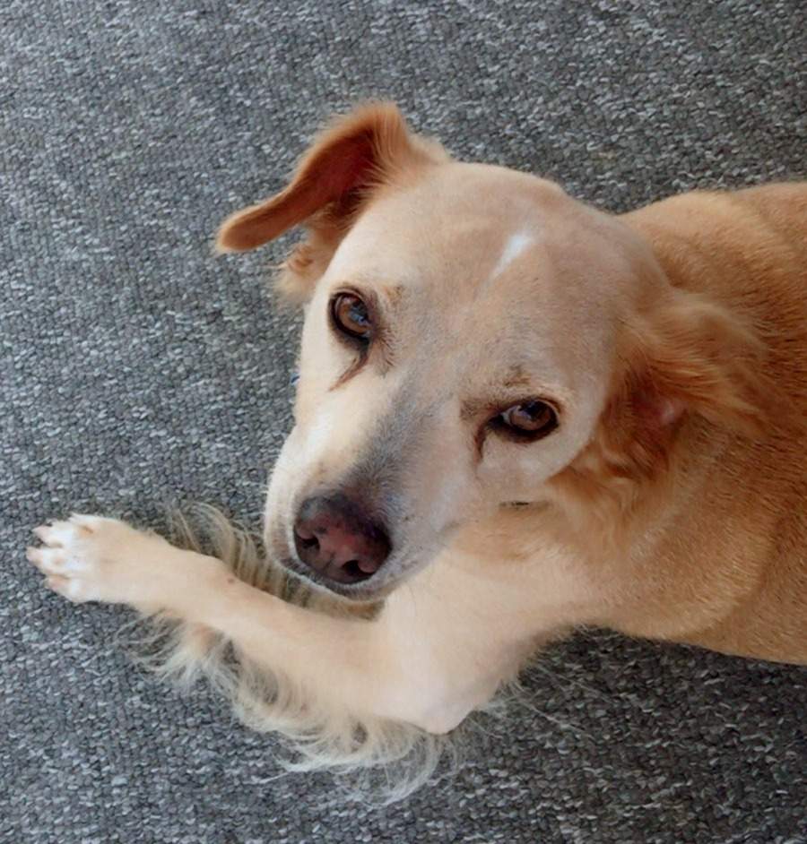 LUCKY DOG.jpg