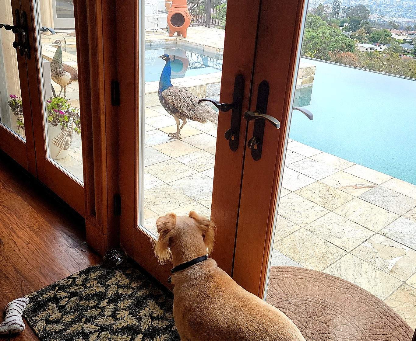 Lucky Dog ***.jpg