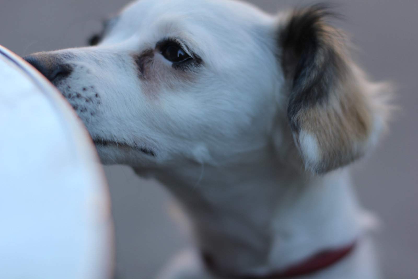 Lulu Eyelashes.jpg