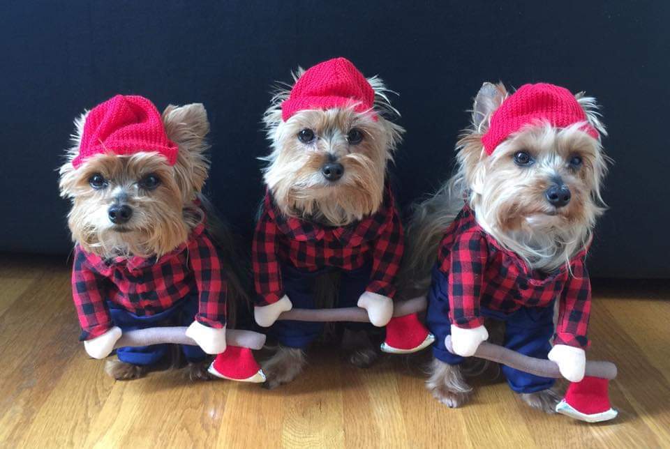 lumberjack pups.jpg