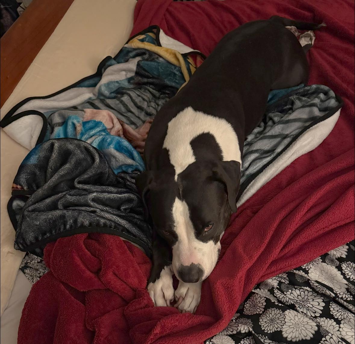 luna-blanket.jpg