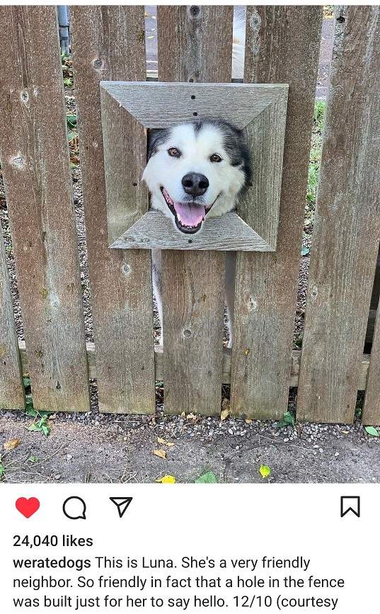 luna dog.jpg