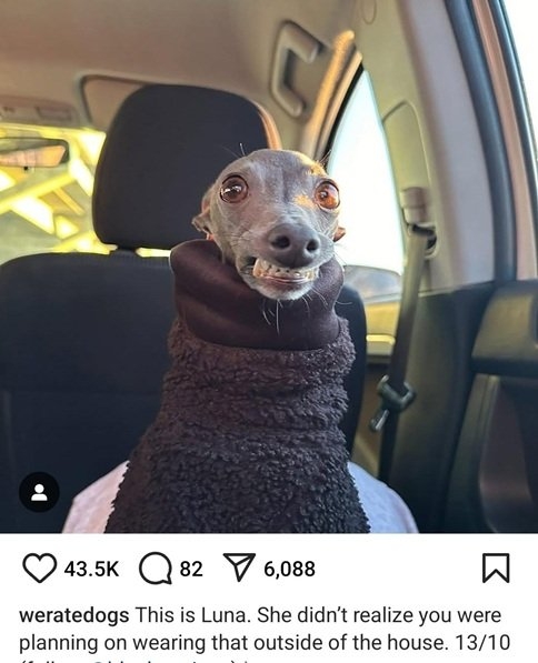 luna dog.jpg
