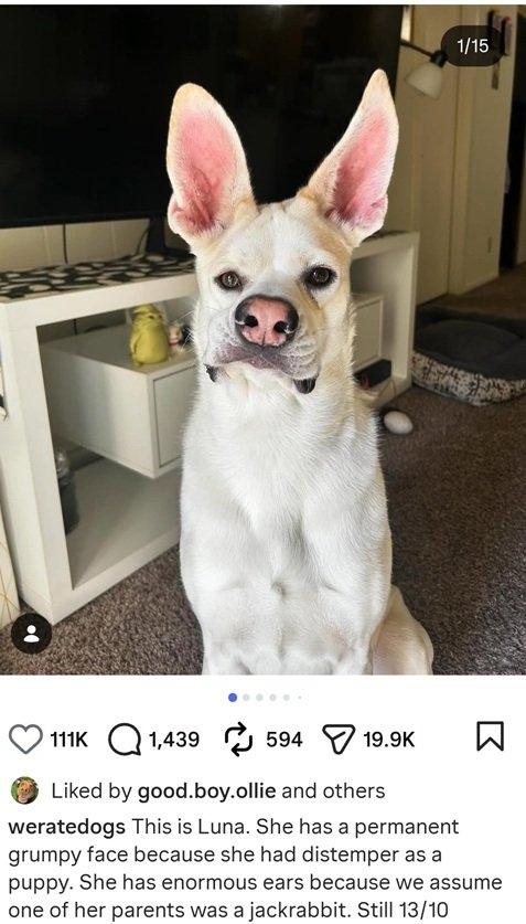 Lunda dog.jpg