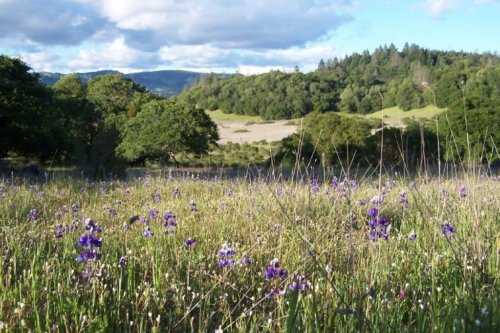 Lupines_AnnadelStateParkCA.jpg