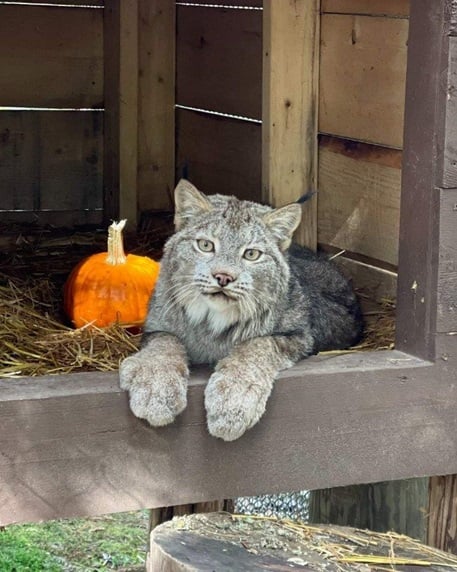 lynx.jpg