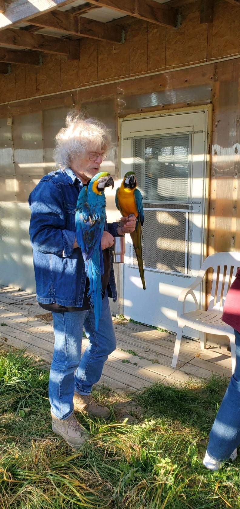 Macaws.jpg