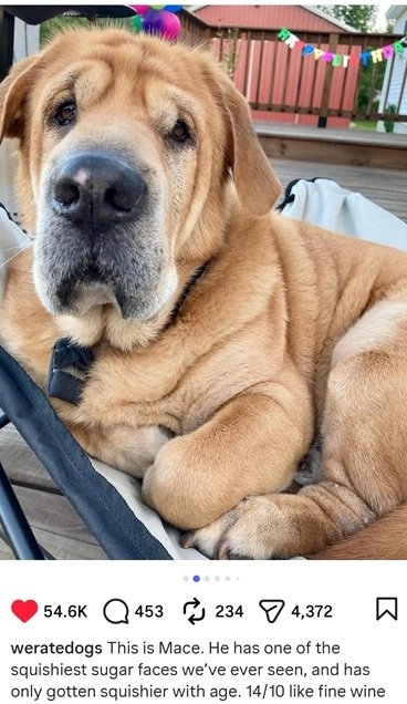 mace dog.jpg