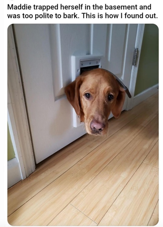 maddie dog.jpg