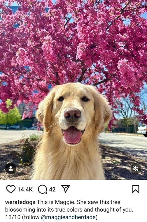 maggie dog.jpg