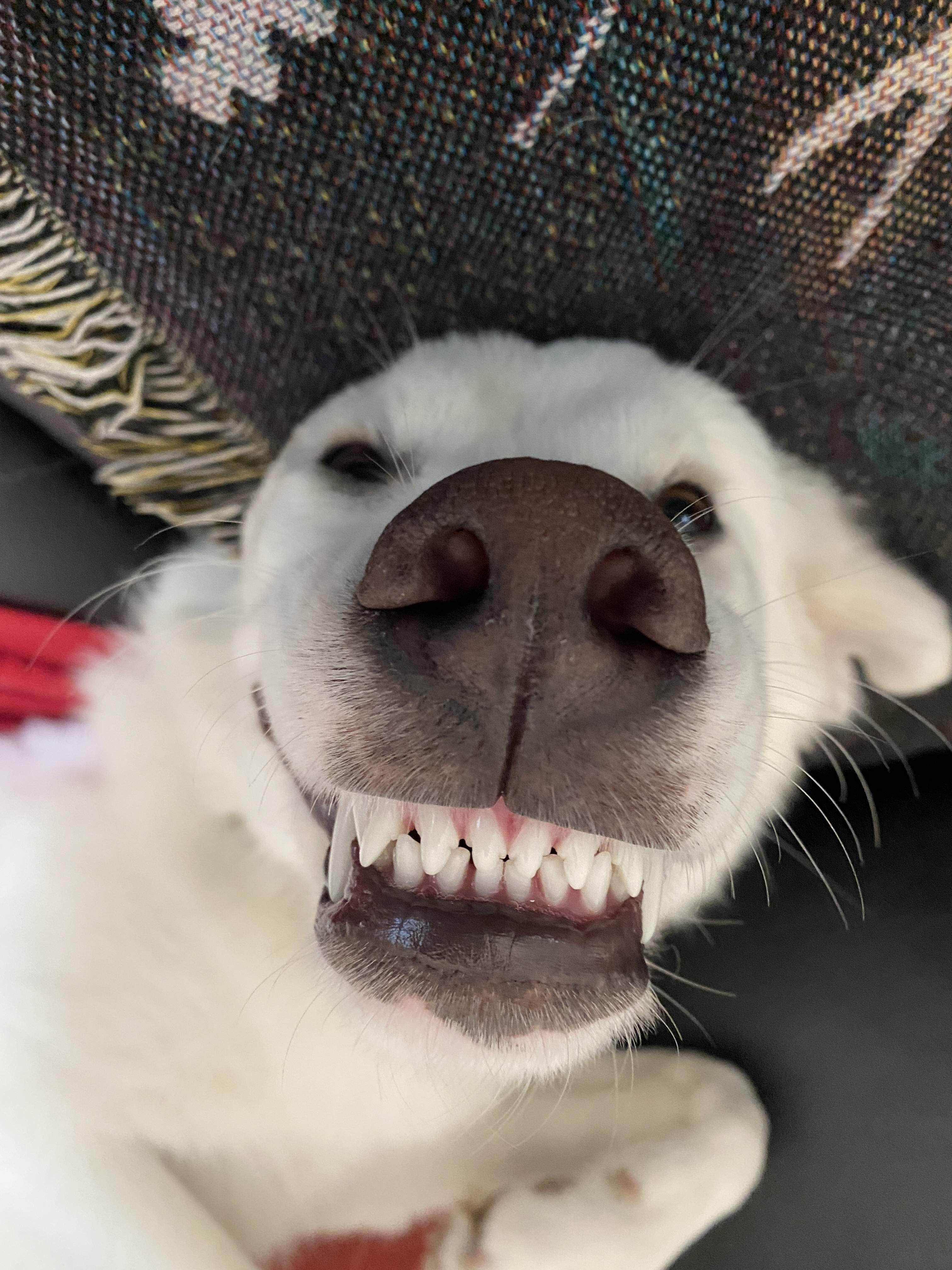 maggie teeth.jpg