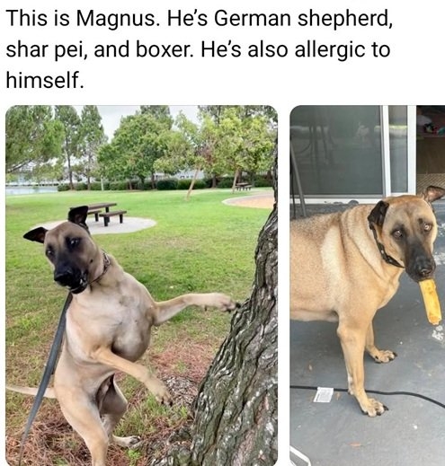 Magnus dog.jpg