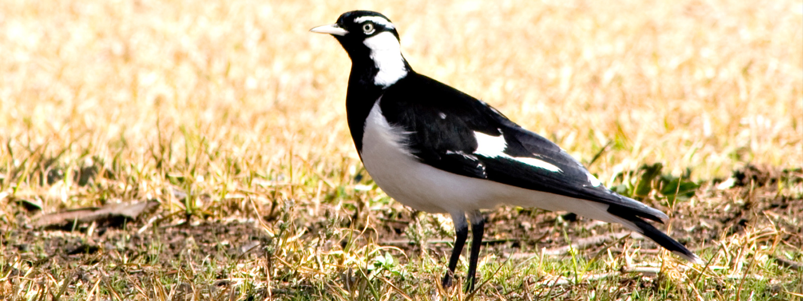 Magpie-lark.jpg