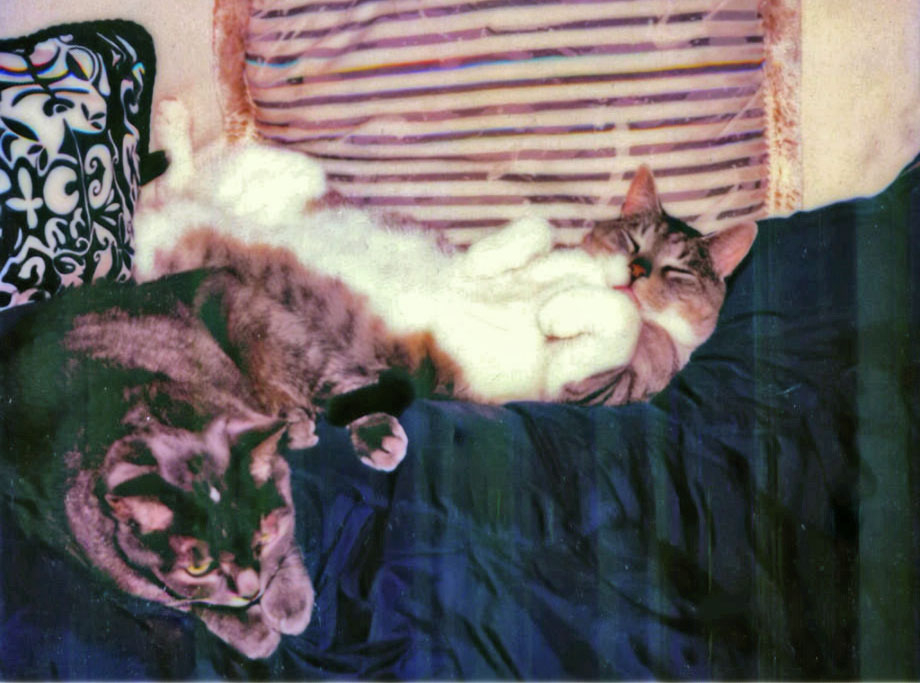 MagwichTheCat.jpg