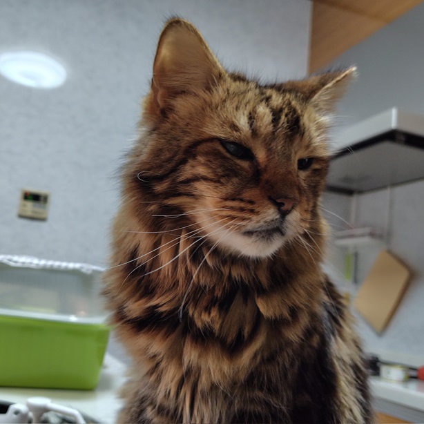maine coon.jpg