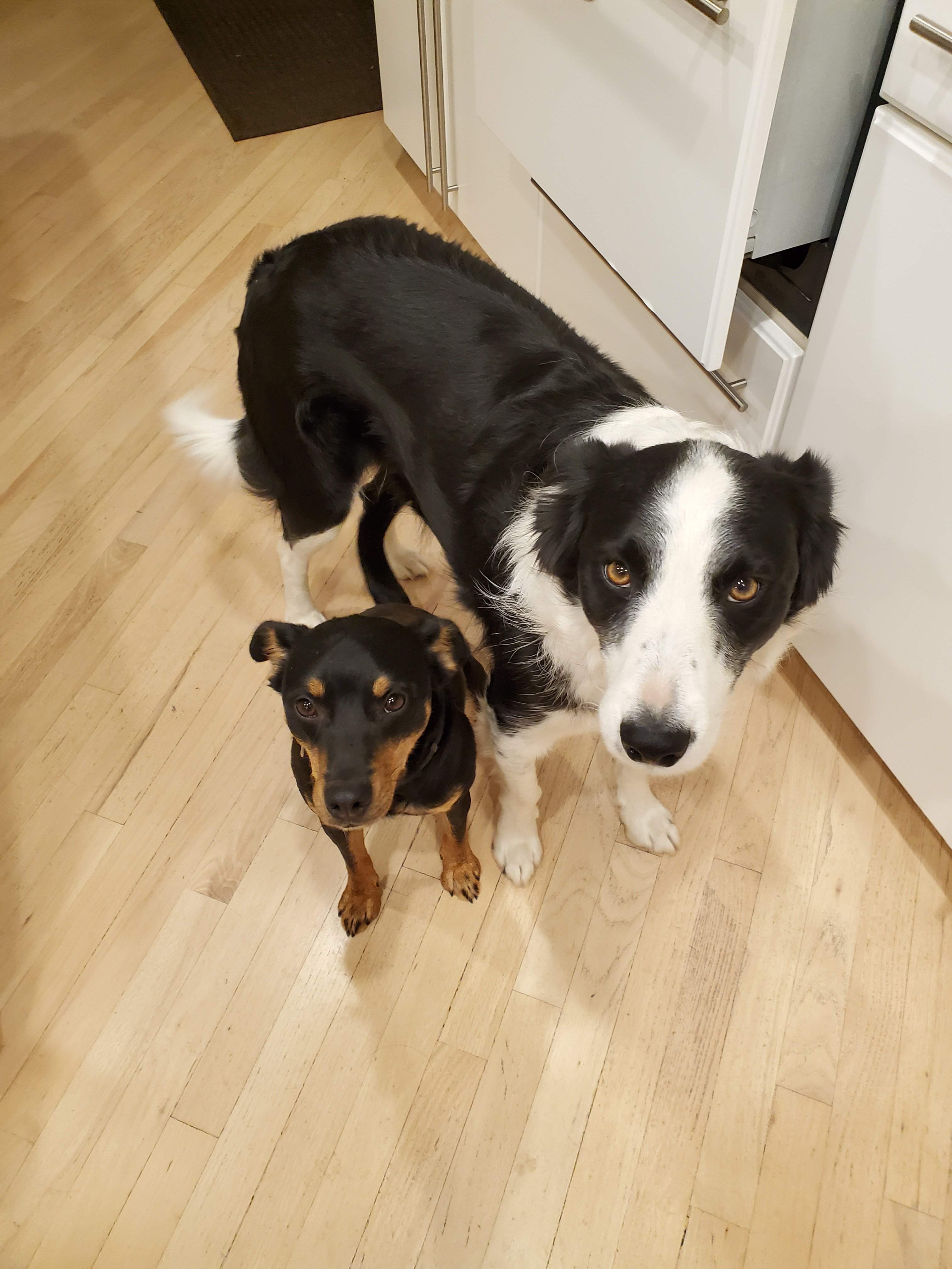 Major and Buddy 1.jpg
