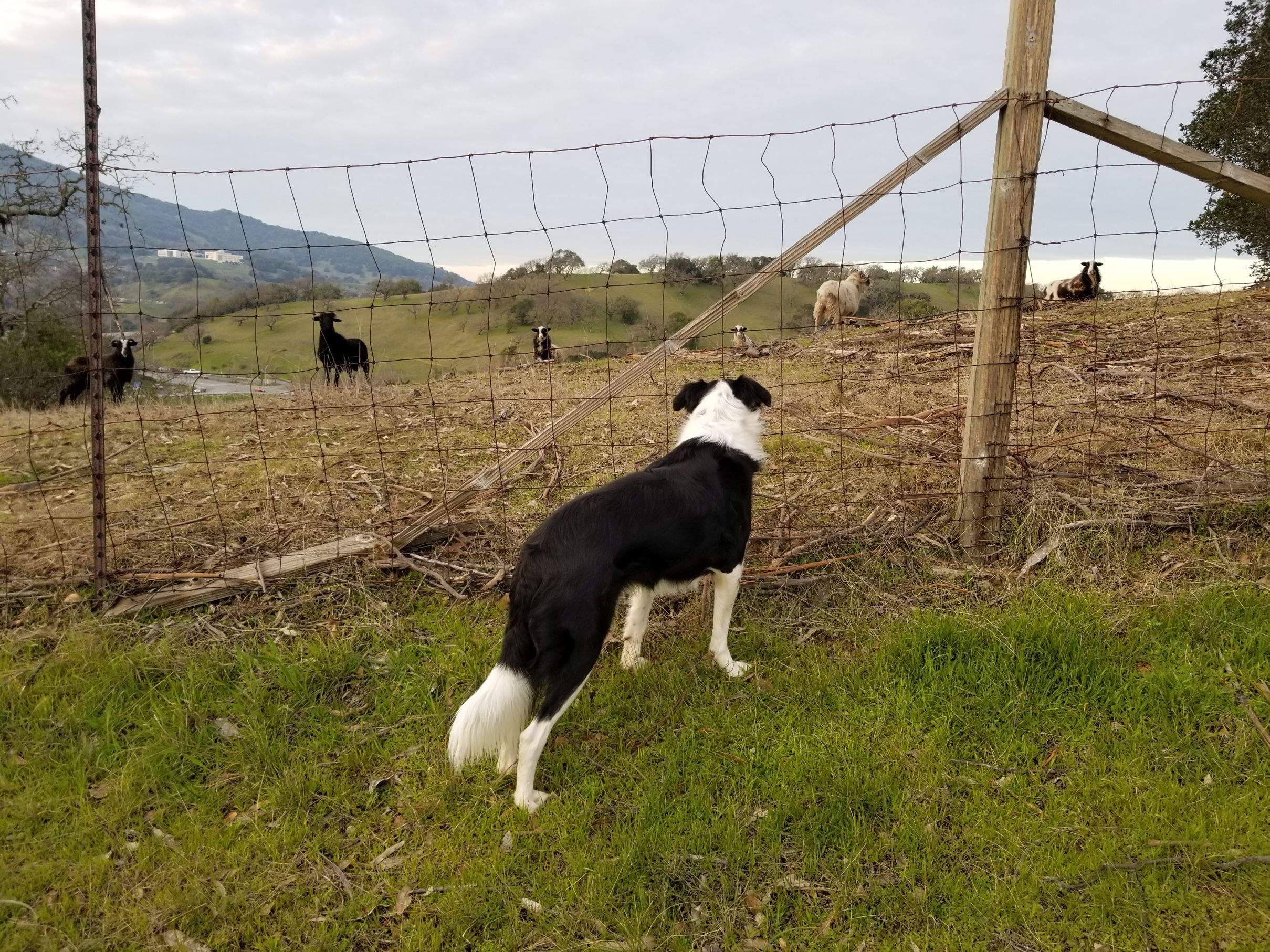 Major and Goats.jpg