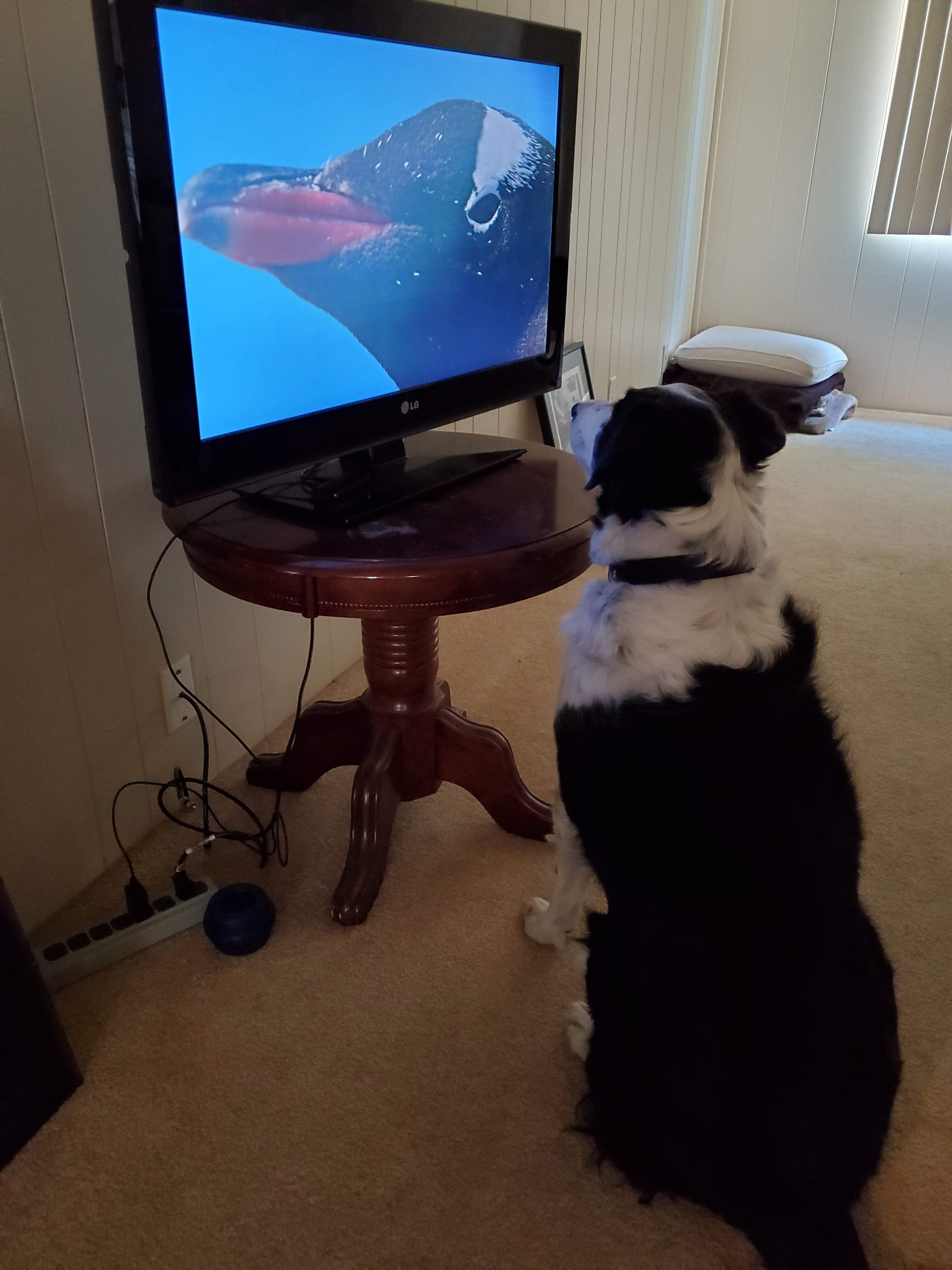 Major TV1.jpg