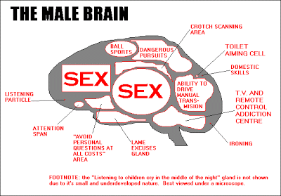 MaleBrain+human.gif