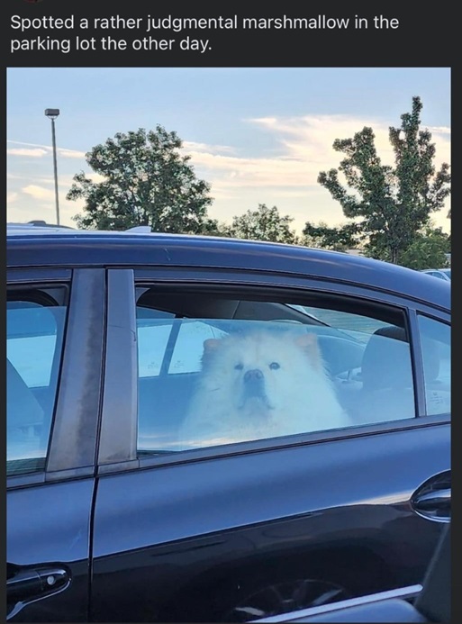 mallow dog.jpg