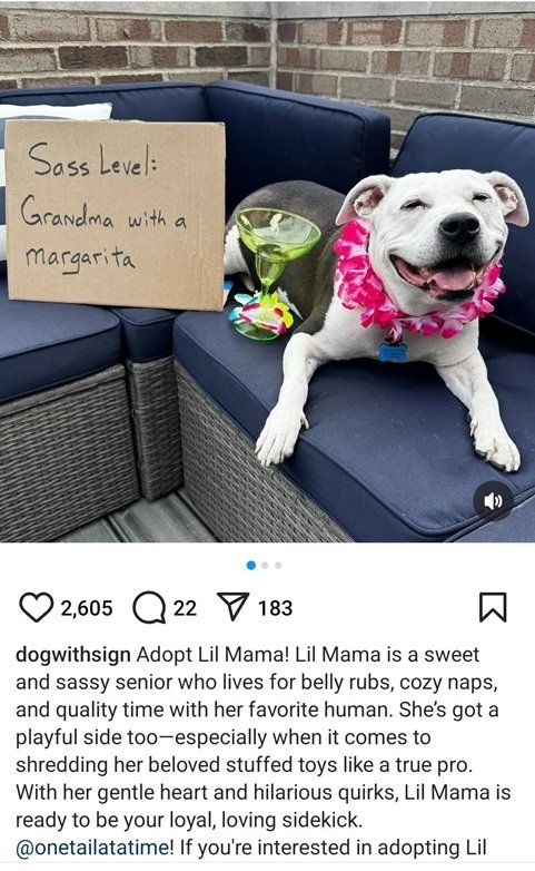 mama dog.jpg