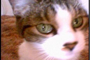 mama_kitty.jpg