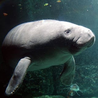 ManateeRescue-sw.jpg