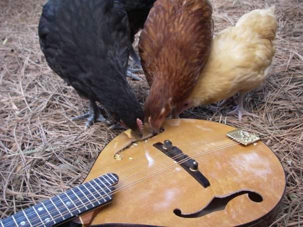 Mando chicken.jpg