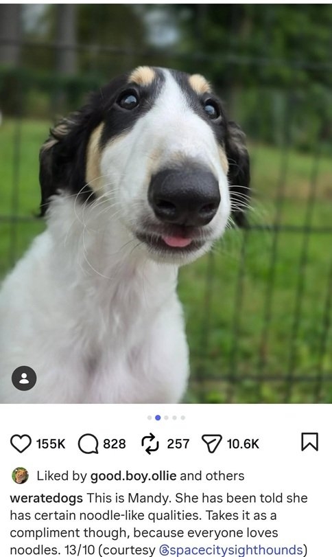 Mandy dog.jpg