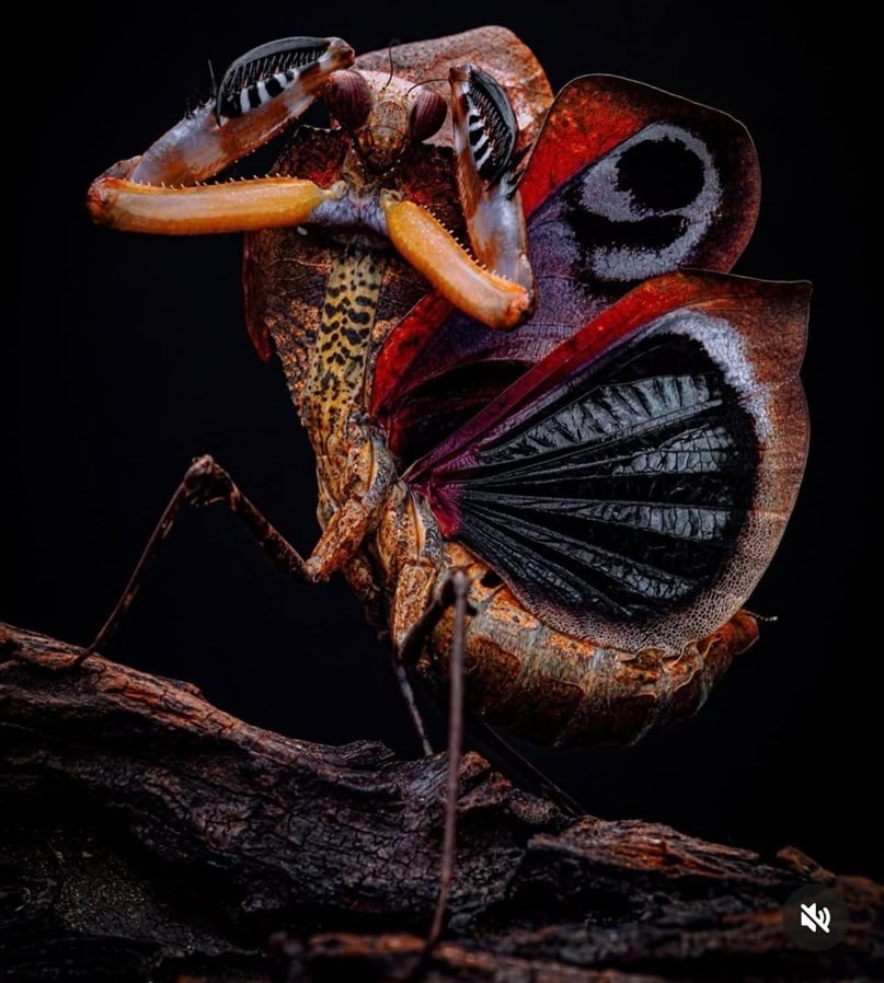 mantis 1.jpg